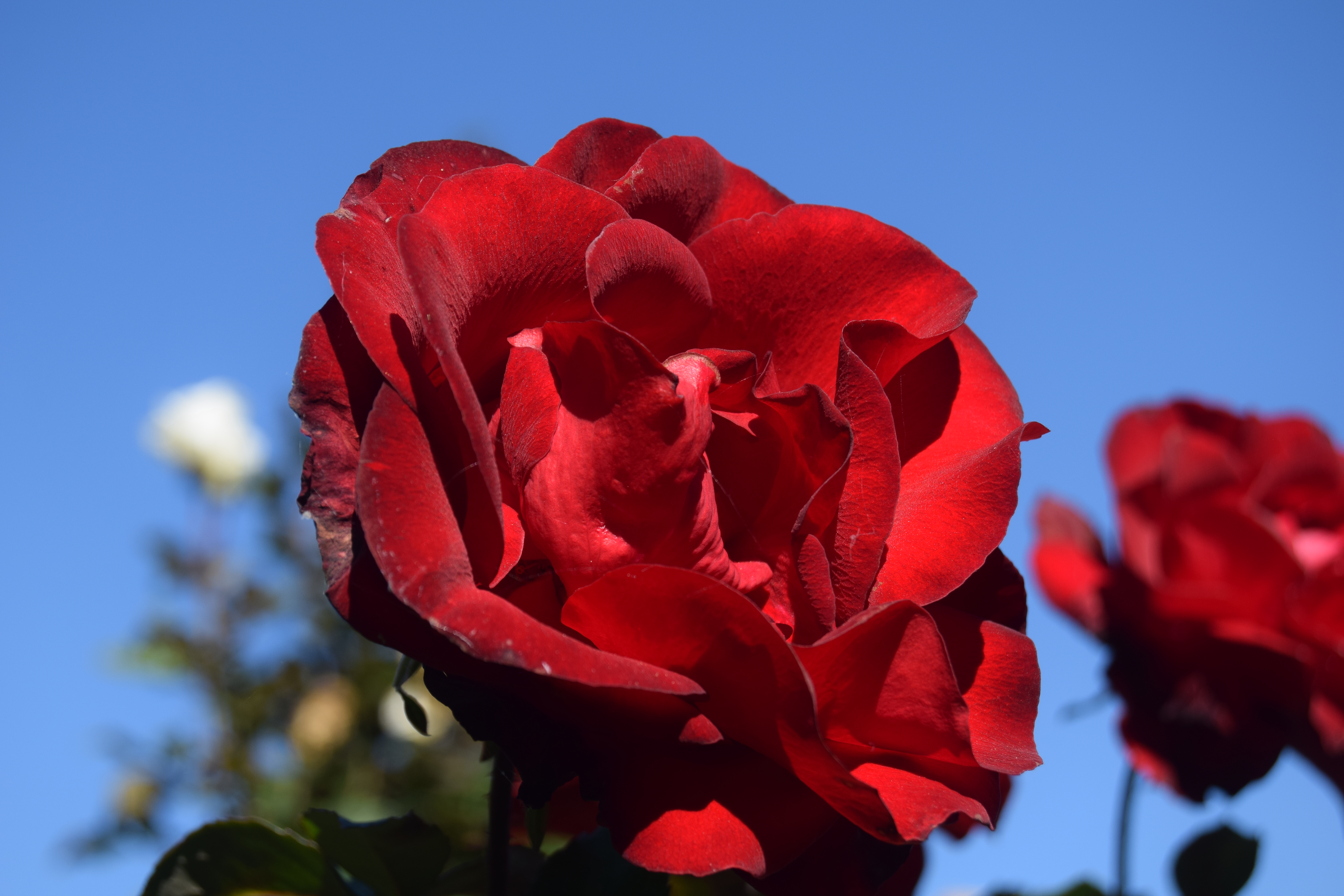 DSC_0478