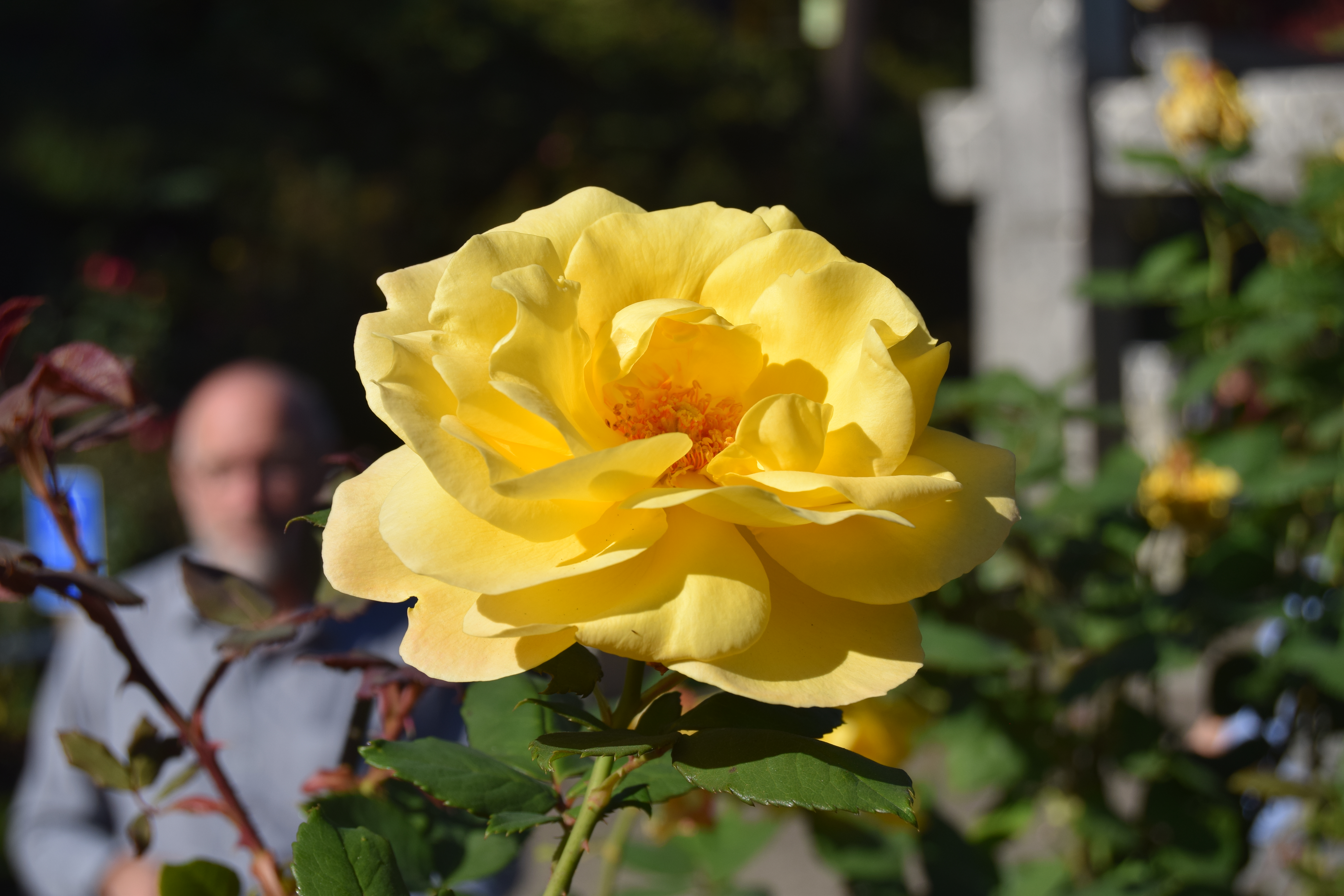 DSC_0499