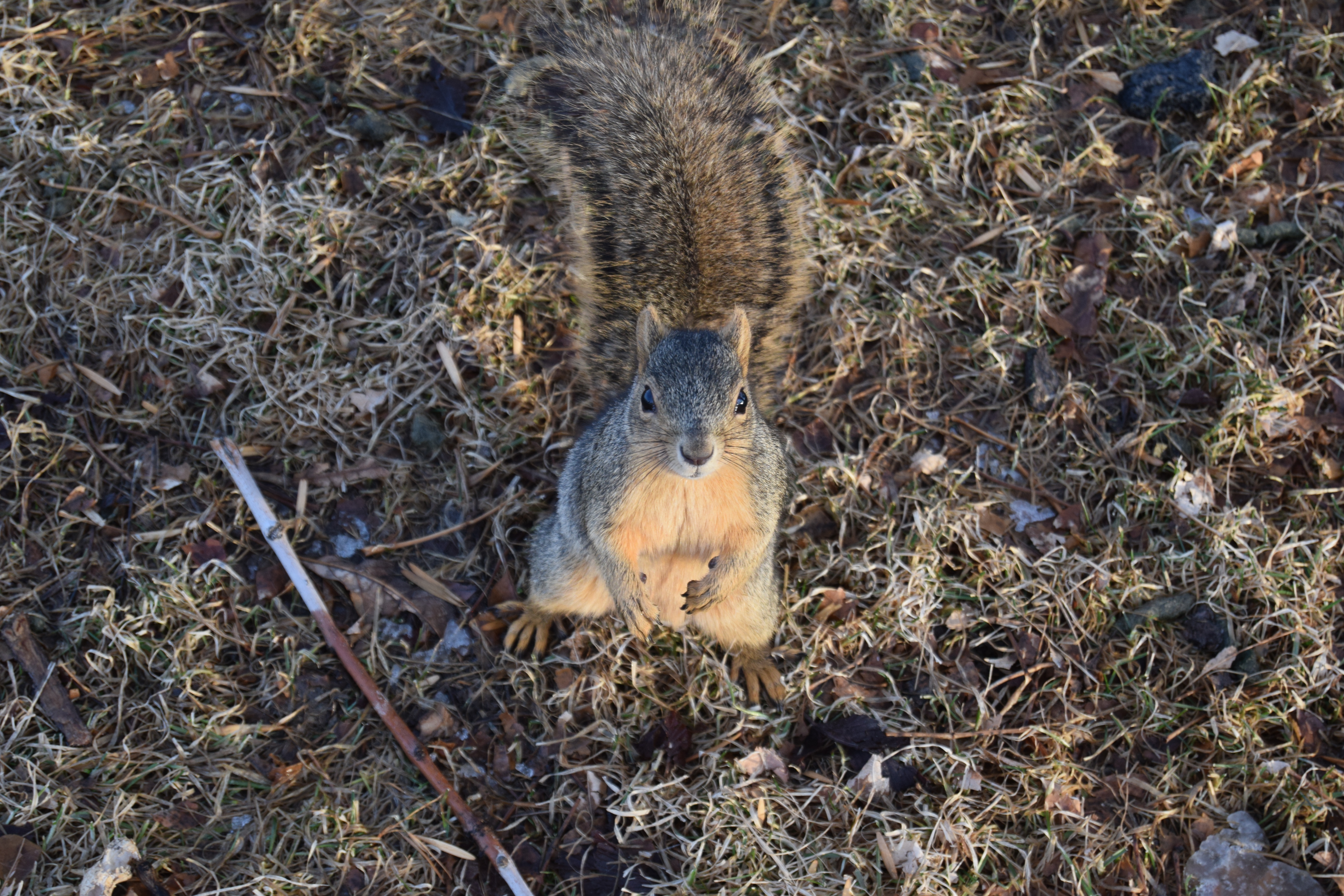 DSC_0036