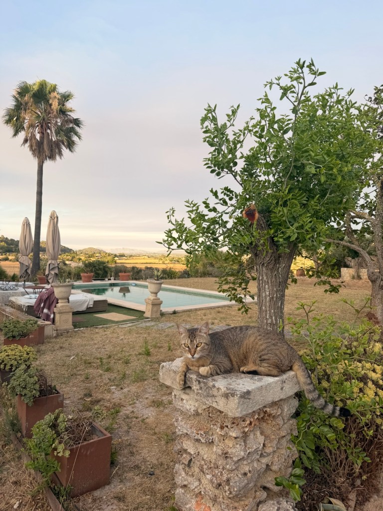 A tabby cat resting on a stone pillar, surrounded by potted plants, with a swimming pool and palm trees in the background under a cloudy sky.